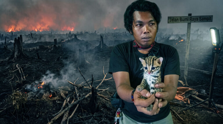 Rumahnya Hangus Terbakar, Anak Kucing Hutan Lucu ini Ditemukan Merayap Sendirian di Bumi Raya Sampit