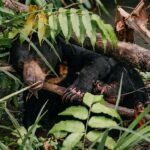 Kaki Beruang Luka Parah Akibat Jerat Seling Baja, Teror Bencana dan Kejahatan Satwa Merangsek ke Tjilik Riwut Sampit