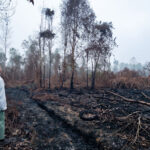 Habitat Hangus Diterjang Karhutla: Orangutan Kelaparan Terdesak Masuk Kebun Warga di Lingkar Selatan dan Utara Sampit!