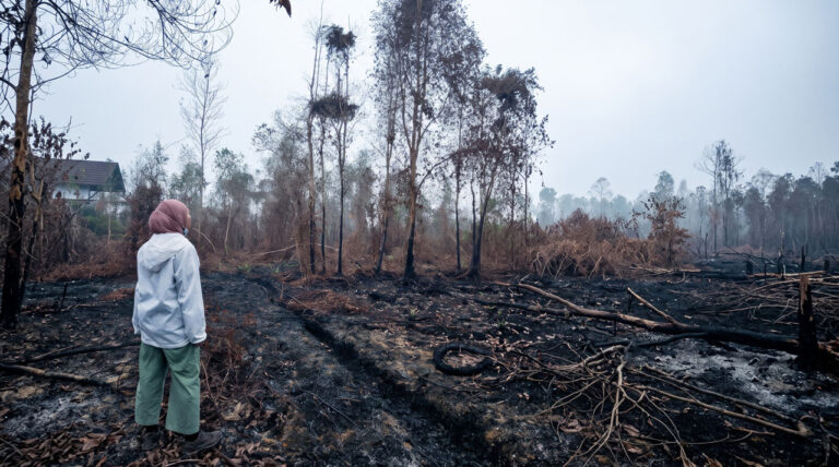 Habitat Hangus Diterjang Karhutla: Orangutan Kelaparan Terdesak Masuk Kebun Warga di Lingkar Selatan dan Utara Sampit!