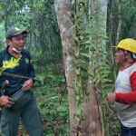 Di Tengah Lahan yang Masih Terbakar, BKSDA Temukan 6 Sarang Orangutan