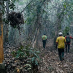 Rimba Kotim Hangus, Orangutan Merangsek Kandan: Jejak Sarang Bongkar Krisis Habitat