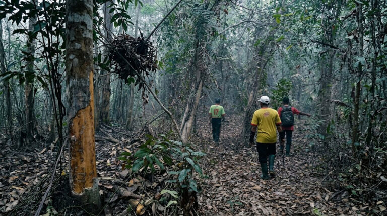 Rimba Kotim Hangus, Orangutan Merangsek Kandan: Jejak Sarang Bongkar Krisis Habitat
