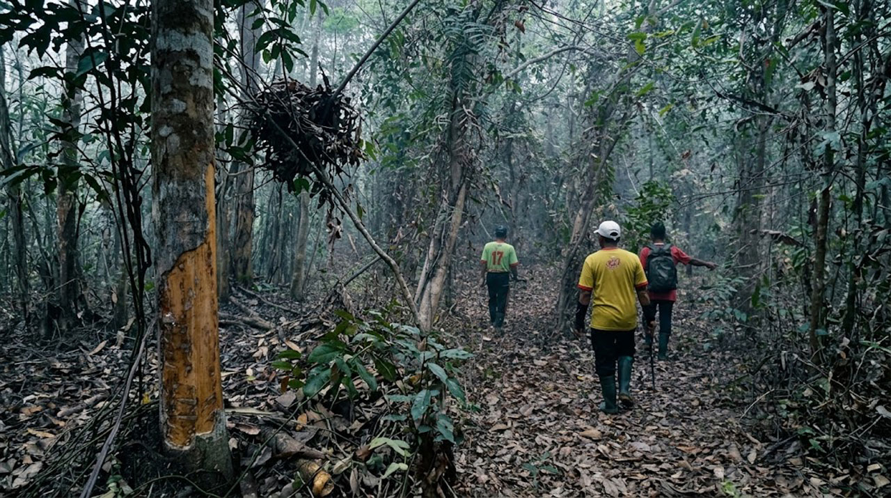 Rimba Kotim Hangus, Orangutan Merangsek Kandan: Jejak Sarang Bongkar Krisis Habitat