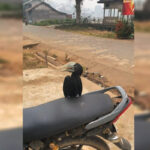 Fenomena Langkah Saat Asap Pekat: Burung Rangkong Kangkareng Hitam Muncul Pasrah di Mentaya Hulu, BKSDA Duga Peliharaan Terlepas!