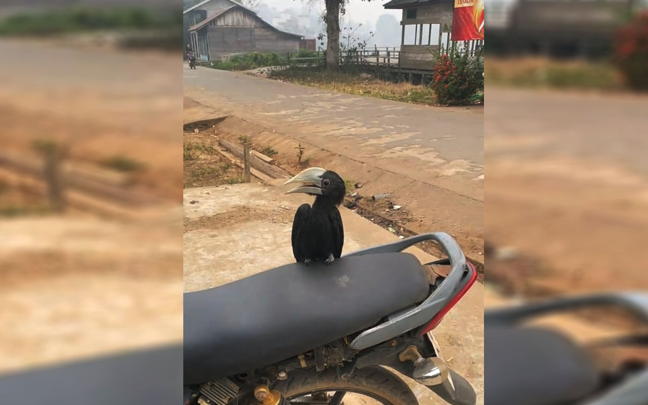 Fenomena Langkah Saat Asap Pekat: Burung Rangkong Kangkareng Hitam Muncul Pasrah di Mentaya Hulu, BKSDA Duga Peliharaan Terlepas!