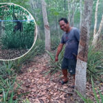 Orangutan Belum Ditemukan di Kebun Karet Baamang Hulu, BKSDA Temukan Jejak