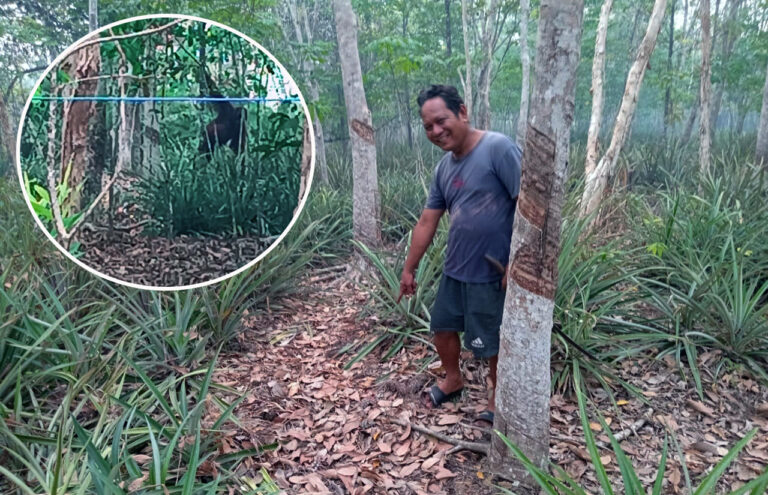 Orangutan Belum Ditemukan di Kebun Karet Baamang Hulu, BKSDA Temukan Jejak