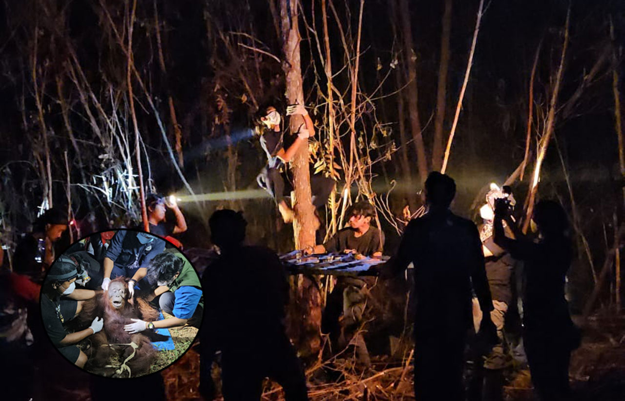 Orangutan Terbius Tersangkut di Pohon: Jaring Pengaman Dibentangkan di Bawahnya, Ira Dievakuasi dari Lahan Hangus Baamang