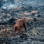 Viral Video Orangutan Kebingungan di Lahan Hangus Kotim: Terdesak Karhutla, BKSDA Sampit Telusuri Lokasi