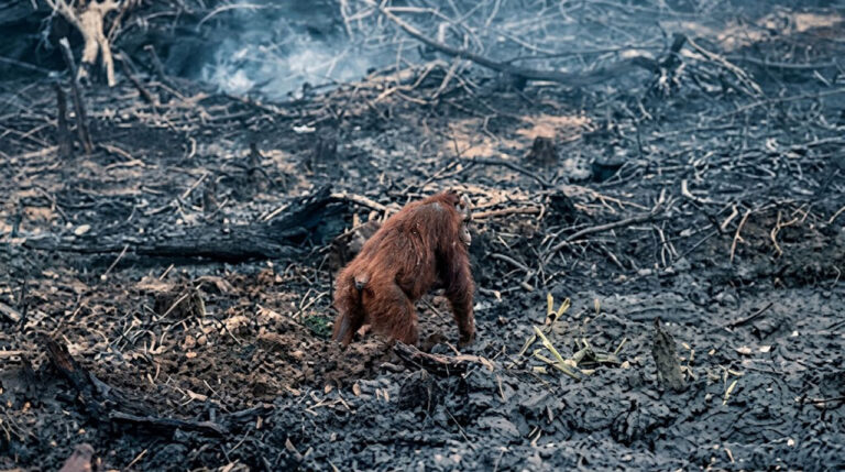Viral Video Orangutan Kebingungan di Lahan Hangus Kotim: Terdesak Karhutla, BKSDA Sampit Telusuri Lokasi