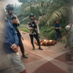 Aparat Bersenjata Kawal Panen: Adu Kuat Peta Adat dan Mandat Negara di Kebun Sitaan Rongkang