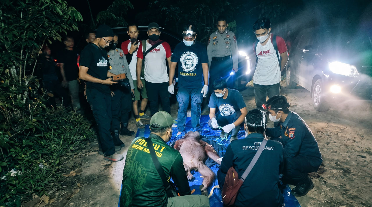 Jerat Babi Nyaris Putuskan Tangan Induk Orangutan di Kota Besi: BKSDA dan OFI Terjunkan Tim Rescue Dini Hari!