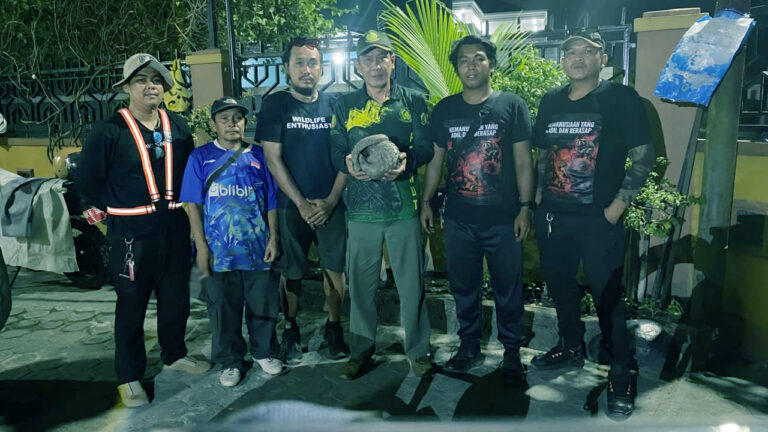 Terdesak Karhutla ke Jantung Kota: Tenggiling 4 Kg Ditemukan di Parit Depan Puskesmas Ketapang II Sampit