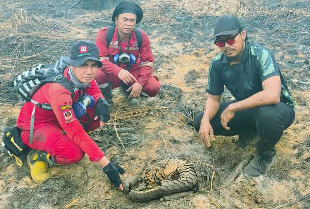 Korban Jiwa Karhutla Seranau: Seekor Tenggiling Terpanggang Api di Desa Ganepo