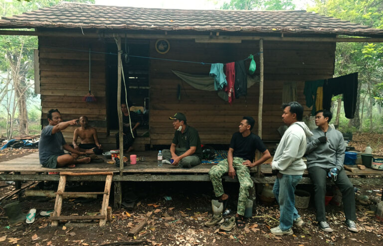 Terusir dari Hutan Gambut: Induk, Anak, dan Jantan Orangutan Merangsek ke Kebun Warga Baamang
