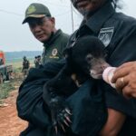 Wajah Polos Anak Beruang Madu: Ditemukan Terpisah dari Induknya di Kebun Seruyan, Diselamatkan BKSDA dan Baharkam Polri!